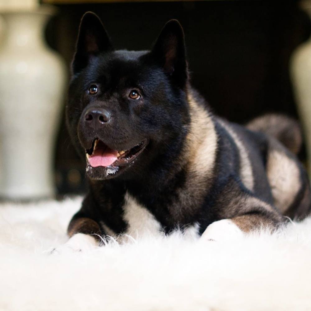 Meet your Posher, Arizona